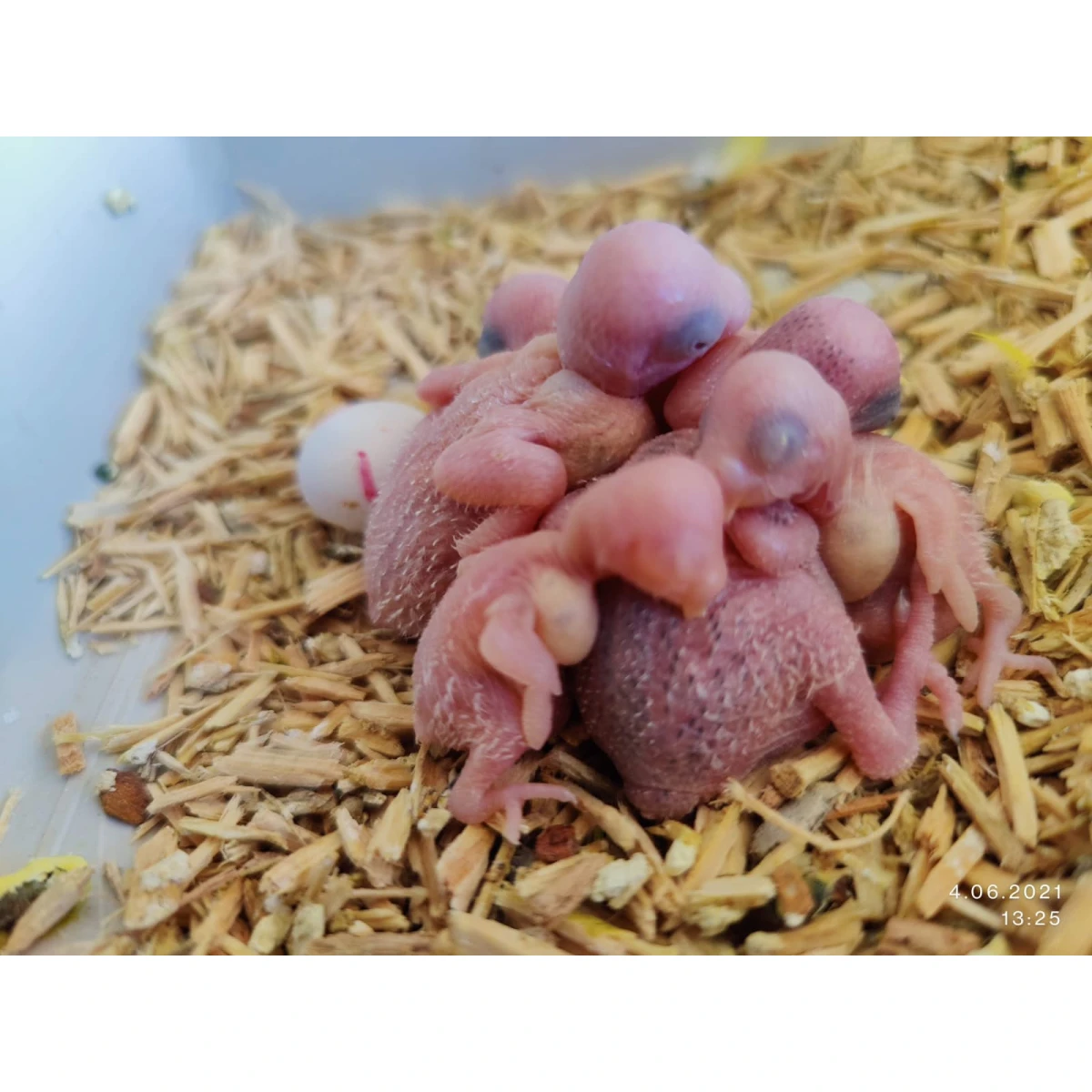 Master Cips Kafes Taban Malzemesi - görsel 4