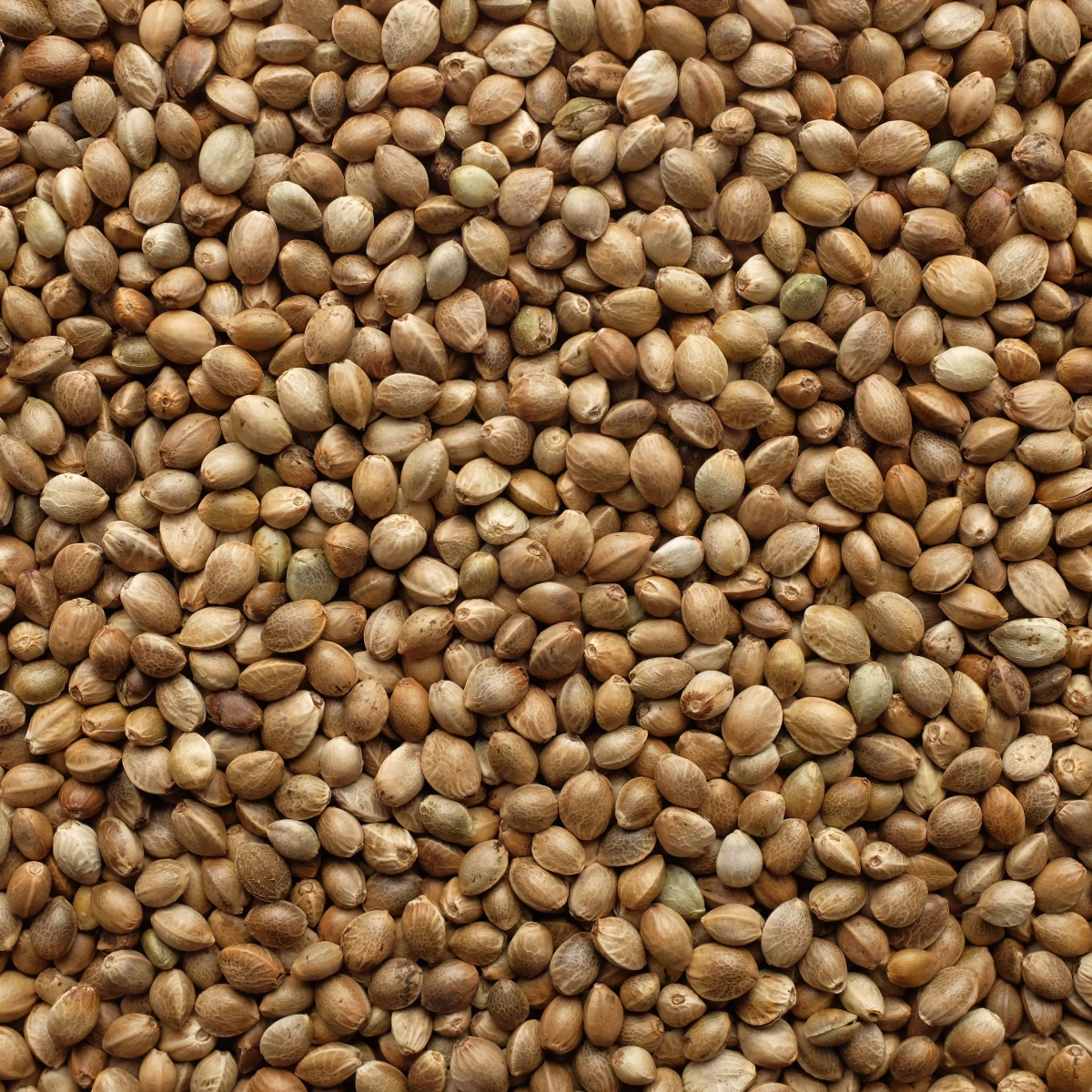 Pulito Kenevir Tohumu Bölünmüş 5 KG