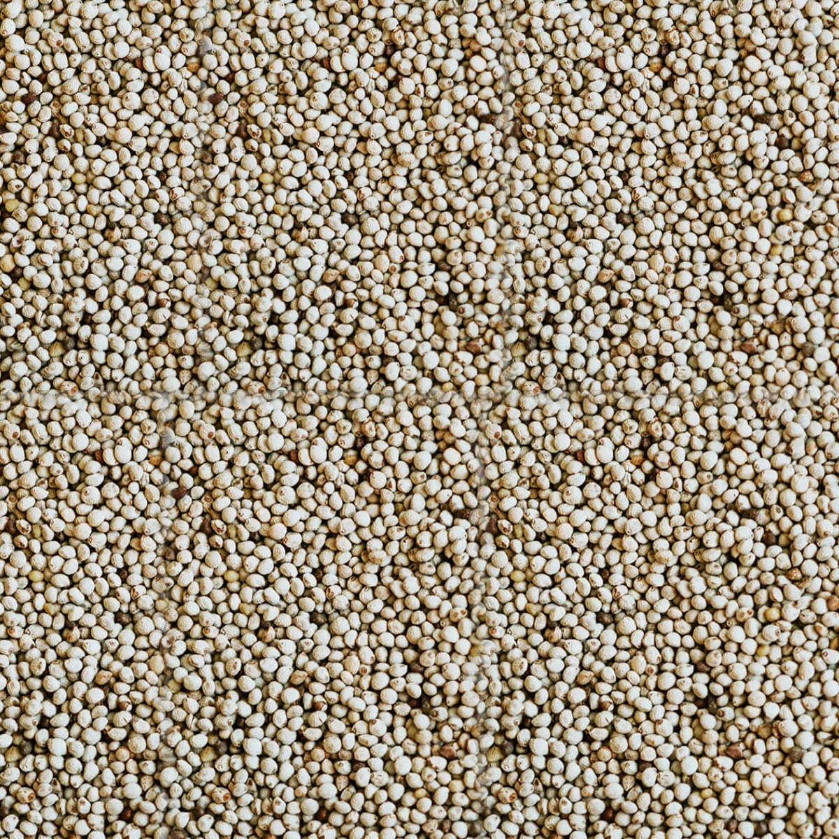 Pulito Perilla Tohumu Bölünmüş 1 KG