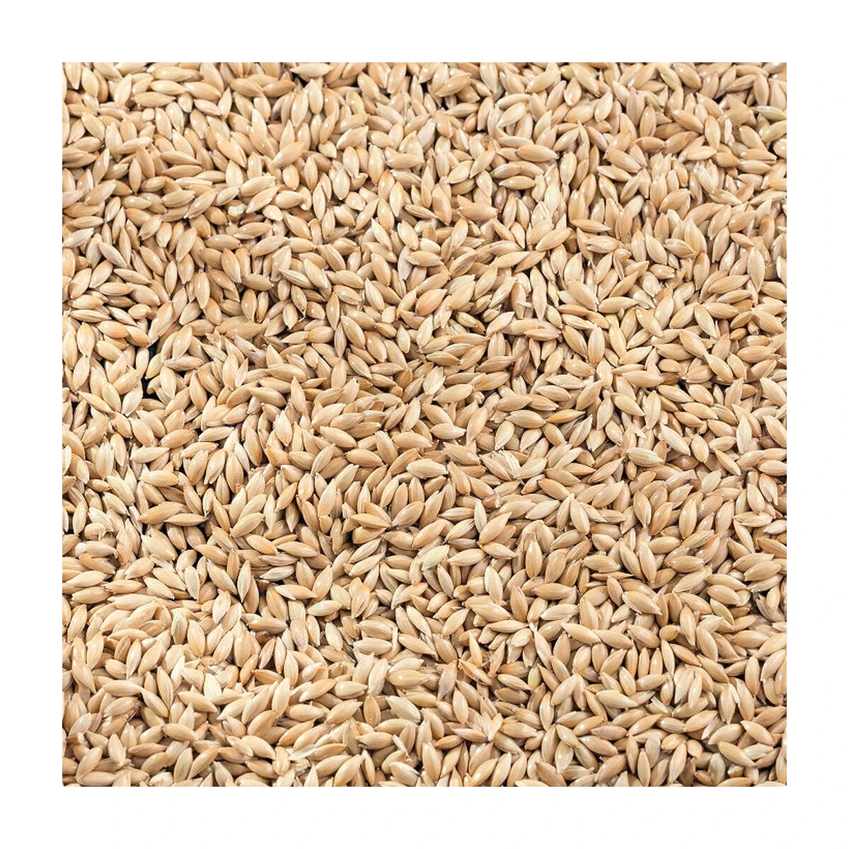 Pulito Sade Kanarya Yemi Bölünmüş 5 KG